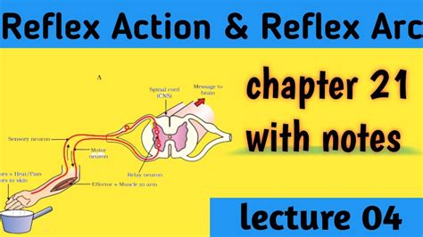 Reflex Action And Reflex Arc Chapter 21 Class 11 Notes Pdf Youtube