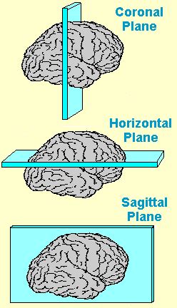 Horizontal Plane Anatomy - Anatomical Charts & Posters