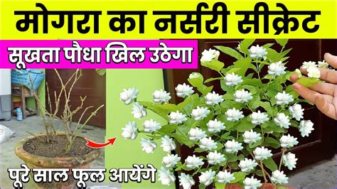 Mogra Plant Care Kaise Karen Mogra Jasmine Plant Fertilizer How To Grow