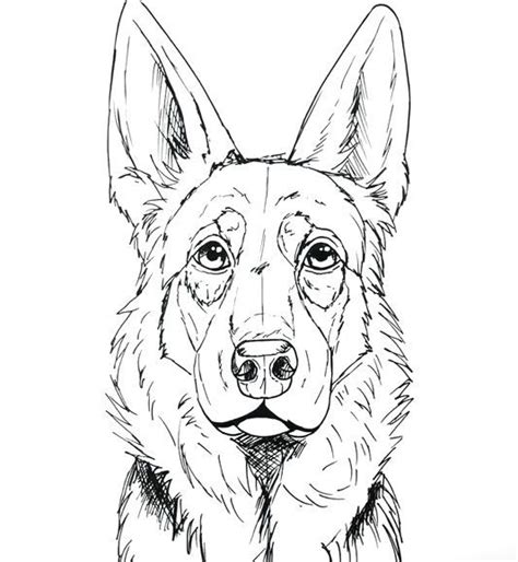 How To Draw A German Shepherd Face And Head