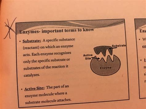 Biology 101 Ch 4 5 6 7 Test Flashcards Quizlet