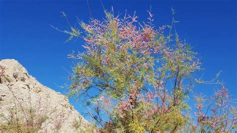 Plantfiles Pictures Saltcedar Salt Cedar Five Stamen Tamarix