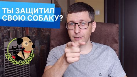 Чем лучше обработать собаку от клещей? Что лучше, капли, таблетки ...