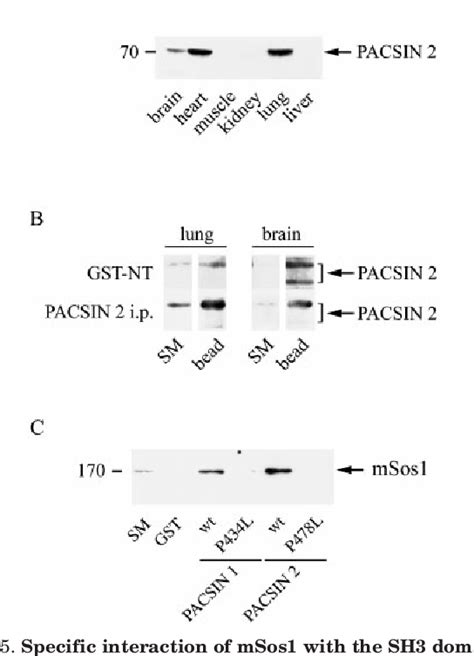 Figure From The Ras Rac Guanine Nucleotide Exchange Factor Mammalian