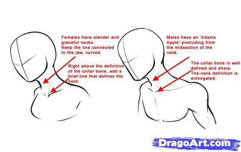 How To Draw Anime Necks Male Vs Female Anatomy Reference Male Figure Drawing