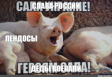 Создать мем "старая свинья, мемы про свиней, свинарник мемы" - Картинки ...
