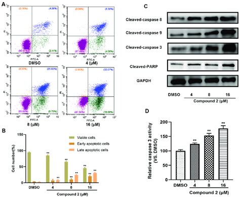 Compound 2 Causes A549 Cell Apoptosis A After 72 H Of Corresponding