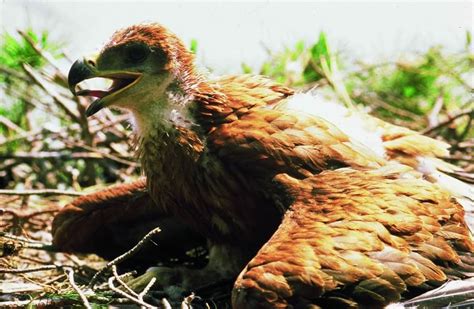 Top Imagen Plumaje Del Aguila Abzlocal Mx