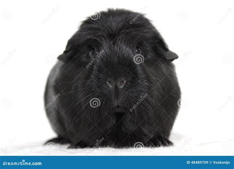 Black Guinea Pig Stock Image Image Of Rodentia Guinea 48489709