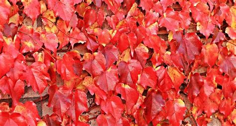 Imagen gratis árbol hoja seca naturaleza roble otoño follaje