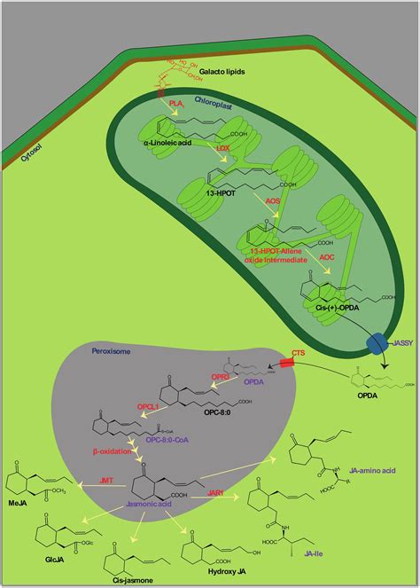 Frontiers Jasmonates In Plant Growth And Development And Elicitation Of Secondary Metabolites