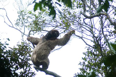 Fatos Sobre A Pregui A De Coleira Do Sudeste Bradypus Crinitus Para