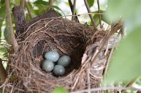 Tipos De Nidos De Pajaros