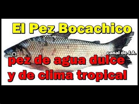 Descubre Todo Sobre El Pez Similar Al Bocachico Que Habita En Nuestros R Os