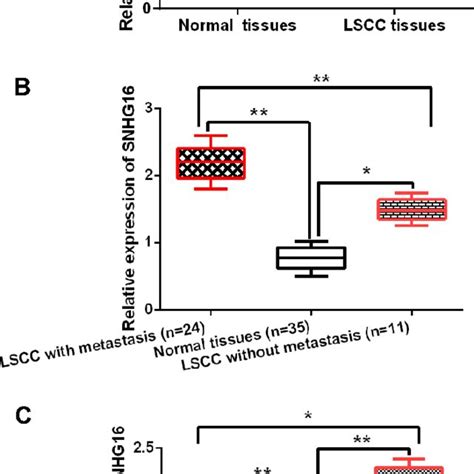 Snhg16 Expression Is Increased In Lscc Tissues A Snhg16 Expression Download Scientific