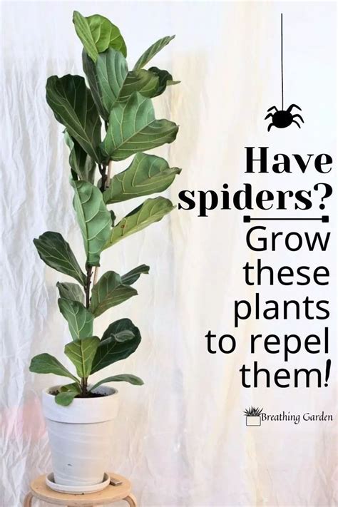 Grow These Plants That Repel Spiders In Your Home Breathing Garden