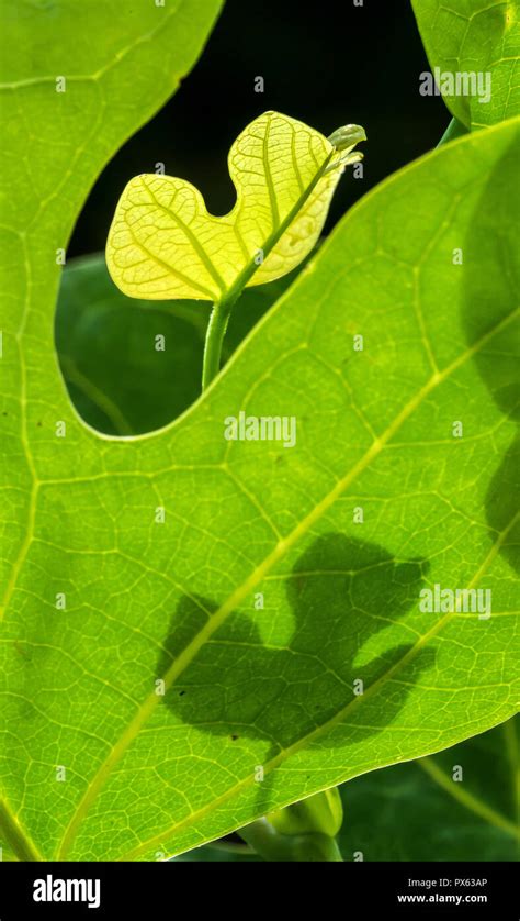 New Leaves Sprouting From Stem Of A Tulip Tree Sapling Liriodendron
