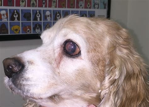 13 Common Dog Eye Problems Everything You Need To Know