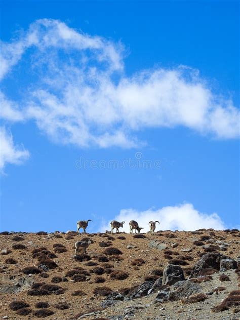 Spiti Himachal Pradesh India April St The Bharal Pseudois