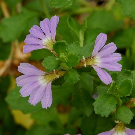 Scaevola Albida ‘mauve Carpet Fan Flower Gardening With Angus