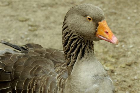 Oie domestique - Zoo sauvage de Saint-Félicien