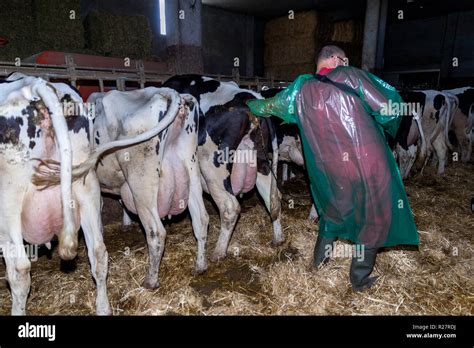 Veterinary Examination Cow Hi Res Stock Photography And Images Alamy