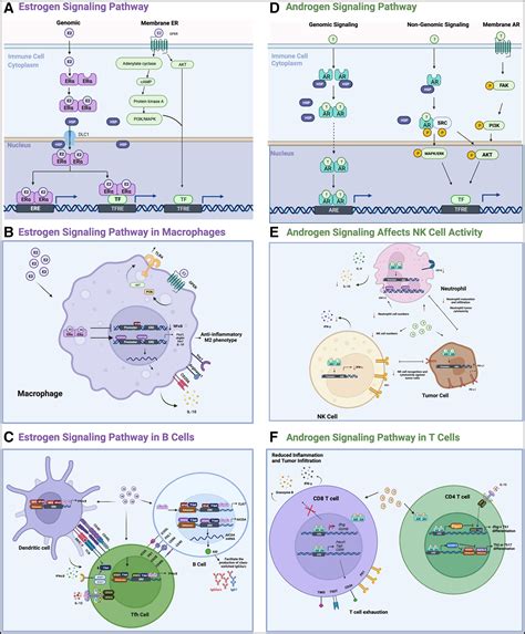 Sex Hormone Signaling And Regulation Of Immune Function Immunity