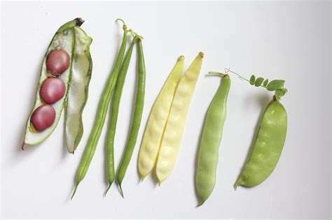 Types Of Bean Plants To Grow - Learn About Different Varieties Of Bean ...