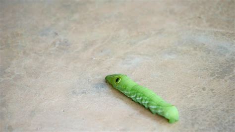 Close up green worm or Daphnis neri worm, baby green worm have a horn ...