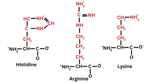 Basic amino acids: Structure and properties - ScienceQuery