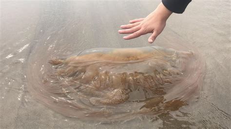 This Huge Jellyfish That Washed Up On The Beach Rwtf