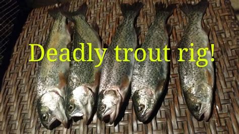 Best Rainbow Trout Rig And Power Bait How To Catch Trout Trout