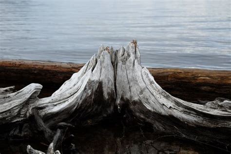 Free Images Landscape Driftwood Sea Tree Water Nature Rock