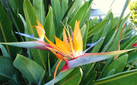 bird of paradise - Gardening Photo (2544086) - Fanpop