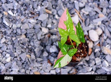 syngonium red spot tricolor in the pot Stock Photo - Alamy