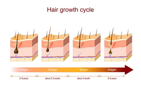 모발 성장 주기 모낭에 대한 스톡 벡터 아트 및 기타 이미지 모낭 털 다이어그램 Istock