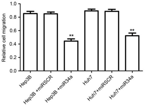 Microrna A Overexpression Inhibits Cell Migration And Invasion Via