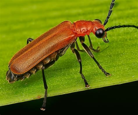 Premium Photo Close Up Shot Of A Various Species Of Leaf Beetles