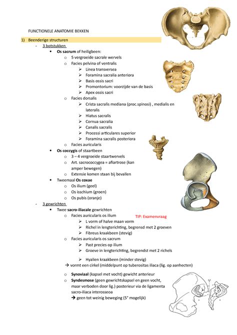 Functionele Anatomie Functionele Anatomie Bekken Beenderige