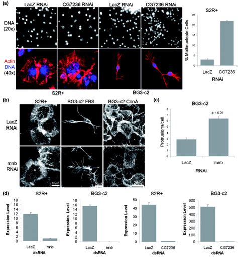 CG7236 And Minibrain Show Cell Line Specific Phenotypes A Silencing