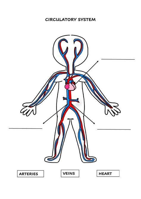 Circulatory System 2º Worksheet Live Worksheets Worksheets Library