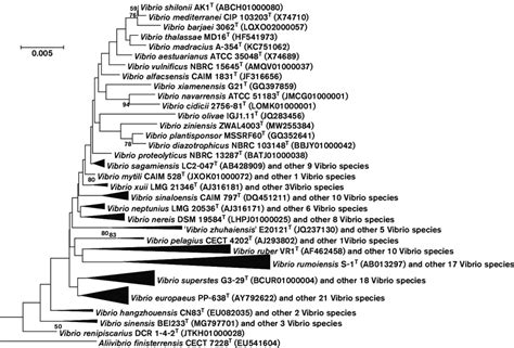 Neighbor Joining Phylogenetic Tree Based On 16s Rrna Gene Sequences