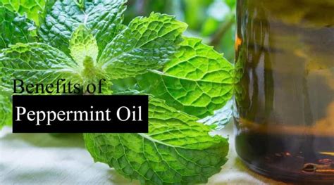 10 Peppermint Oil Benefits Uses And Benefits Healthtostyle