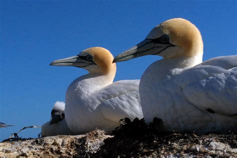 Australasian Gannet : Birding NZ