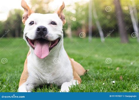 Bonheur De Chien Image Stock Image Du Adulte Mignon 91197837