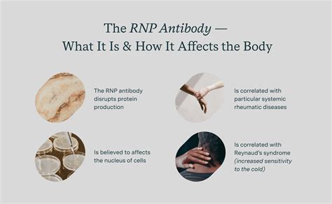 Rnp Antibody The Key To Unlocking Mctd