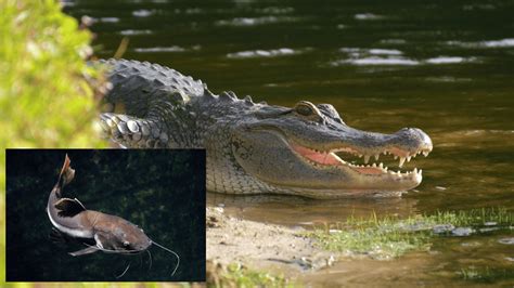 Scientists Just Injected Fish With Alligator Dna To Create Mutant