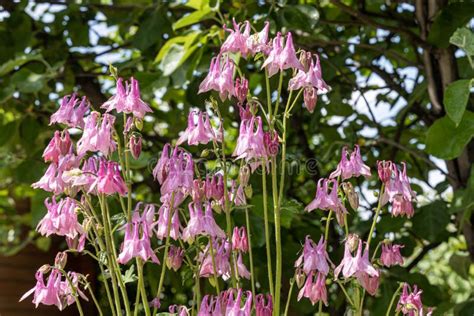 Bouquet Of Pink Columbine Flowers Is On A Green Leaves Background Stock