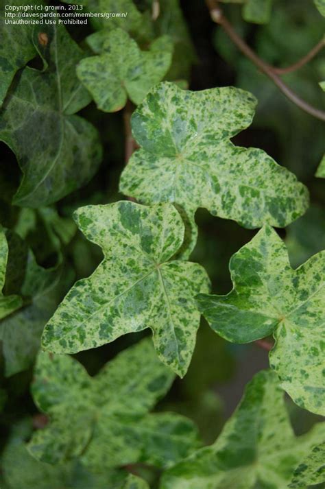 Plantfiles Pictures English Ivy Common Ivy California Gold Hedera