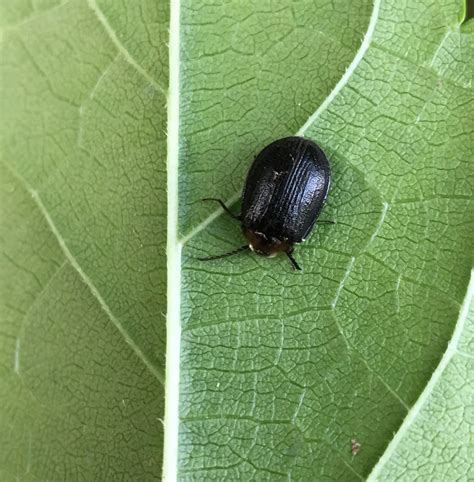 Water Penny Beetles From Tw On April At Pm By Creek